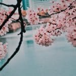 Spring Cherry Blossom Routes Beyond Japan