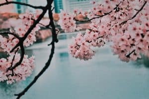 Spring Cherry Blossom Routes Beyond Japan