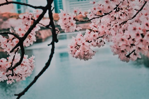 Spring Cherry Blossom Routes Beyond Japan