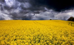 Yellow, Yellow, Yellow: How to Wear 2025’s Hottest Color