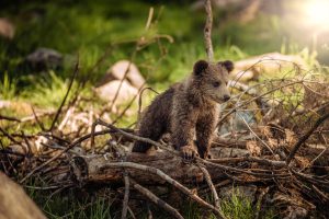 Cruelty-Free Production: Animal-Friendly Approaches to Fashion