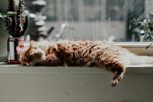 Self-Cleaning Indoor Gardens: Growing Greens with Zero Effort