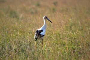 Virtual Reality Field Trips: Bringing the World to Your Classroom