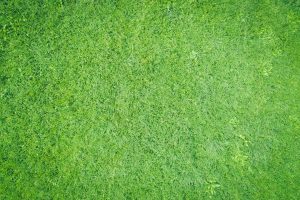 The Green Classroom: Eco-Friendly Approaches to Education
