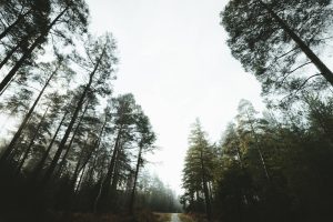 Minimalist Living: The Continued Appeal of Tiny Homes