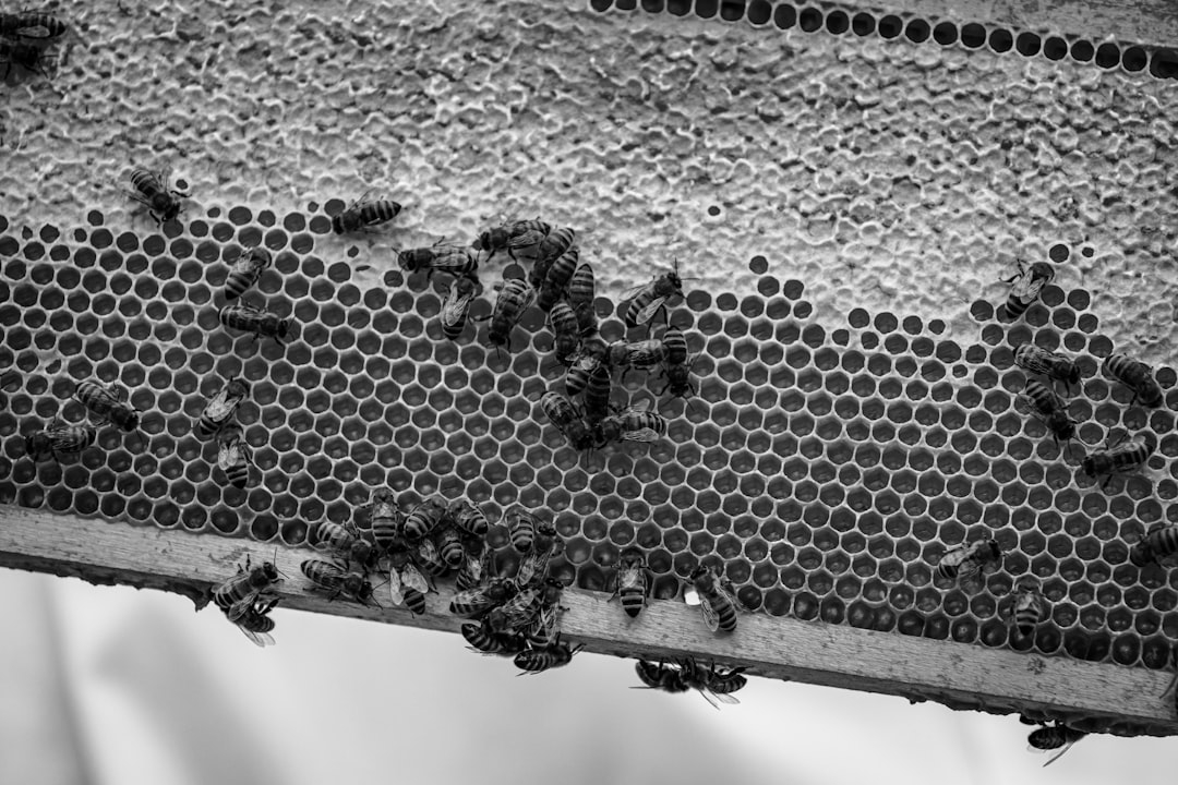 Natural Honey: The Sweetest Trend of 2025