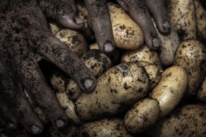 Smashed Fries: Beyond Traditional Potato Preparations