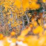 Birch Sugar: The Natural Sweetener Replacing Refined Sugar