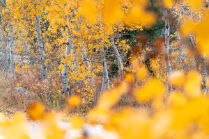 Birch Sugar: The Natural Sweetener Replacing Refined Sugar