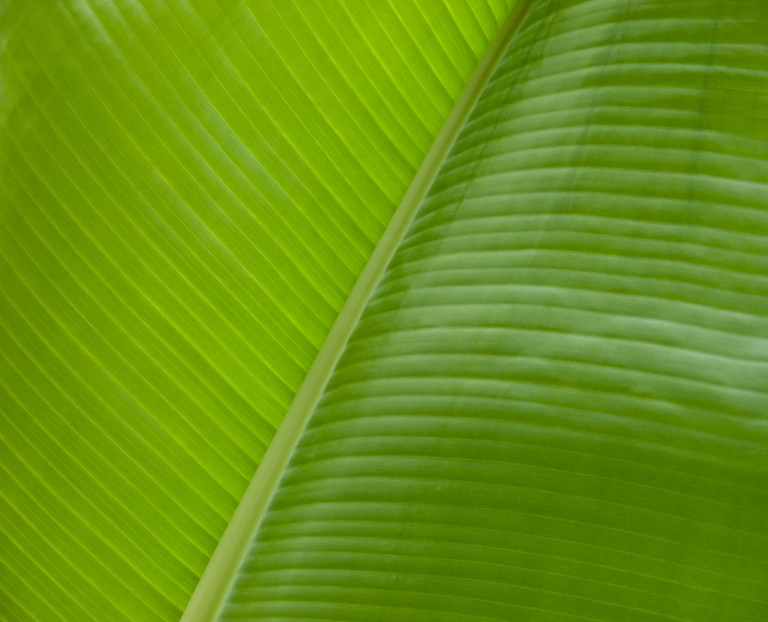Reducing Carbon Footprints: Automotive Industry's Green Initiatives