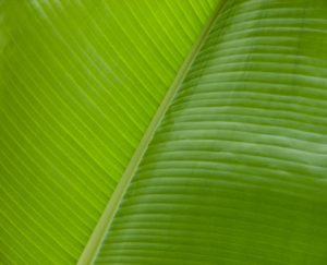 Reducing Carbon Footprints: Automotive Industry's Green Initiatives