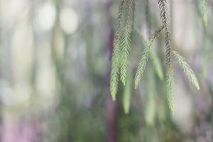 Continuous Learning Strategies for Professional Growth