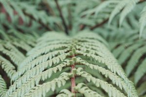 Creating a Personal Learning Ecosystem for Lifelong Growth